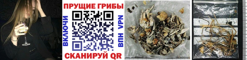 купить сайты Плёс Галлюциногенные грибы GOLDEN TEACHER